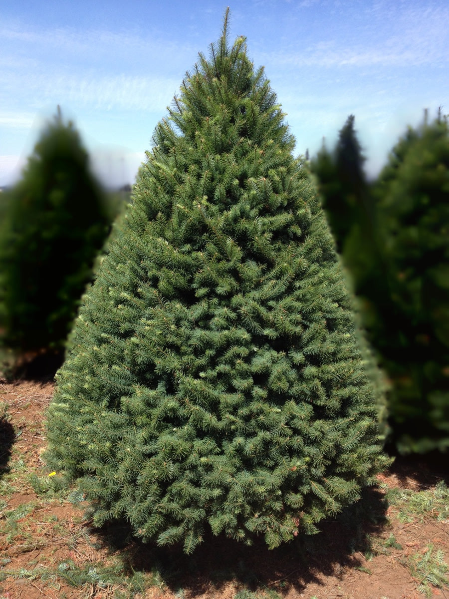 Douglas Fir